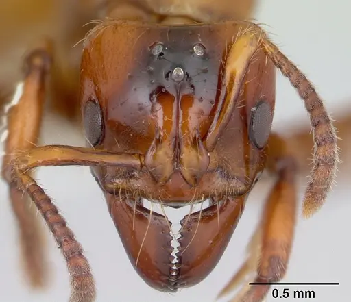 Centromyrmex brachycola - CASENT0178343