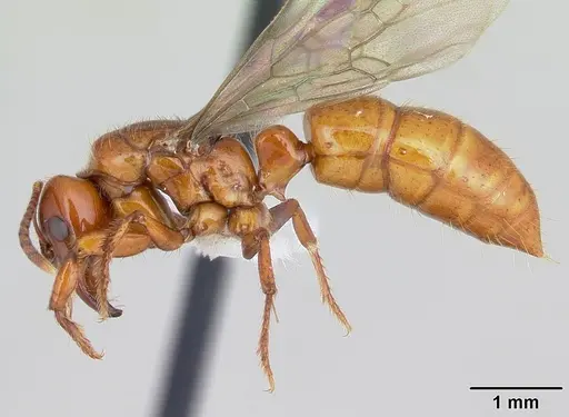 Centromyrmex brachycola - CASENT0178343