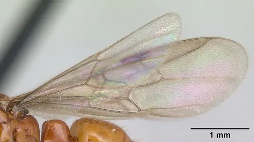 Centromyrmex brachycola - CASENT0178343