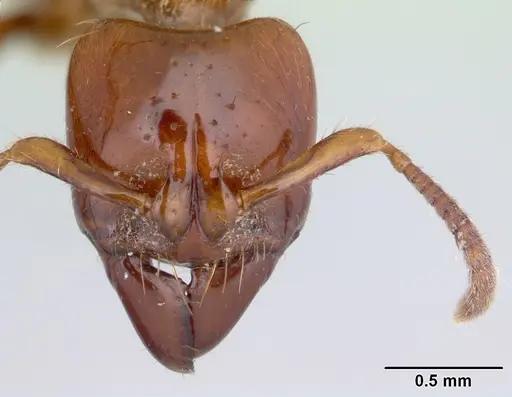 Centromyrmex brachycola - CASENT0178344