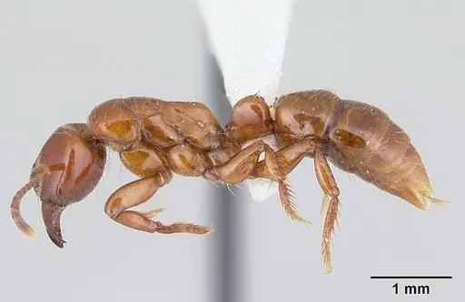 Centromyrmex brachycola - CASENT0178344