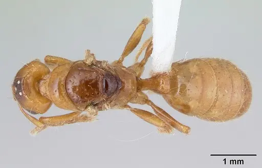 Centromyrmex brachycola - CASENT0178345