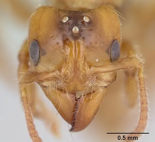 Centromyrmex brachycola - CASENT0178345