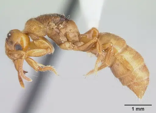 Centromyrmex brachycola - CASENT0178345