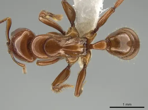 Centromyrmex brachycola - CASENT0646180