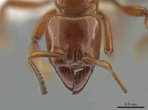 Centromyrmex brachycola - CASENT0646180