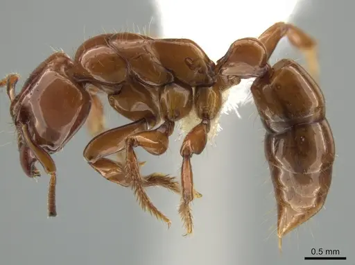 Centromyrmex brachycola - CASENT0646180
