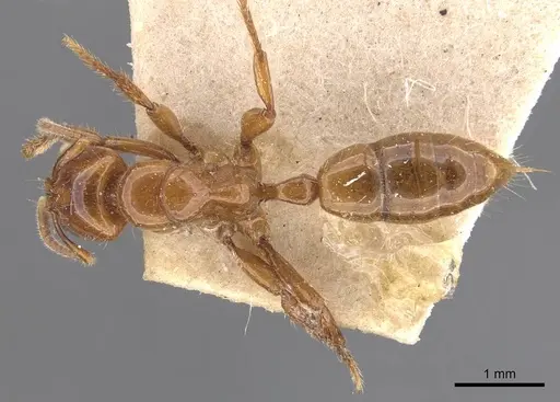 Centromyrmex brachycola - CASENT0907209