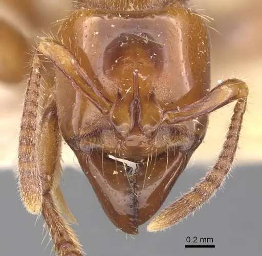 Centromyrmex brachycola - CASENT0907209