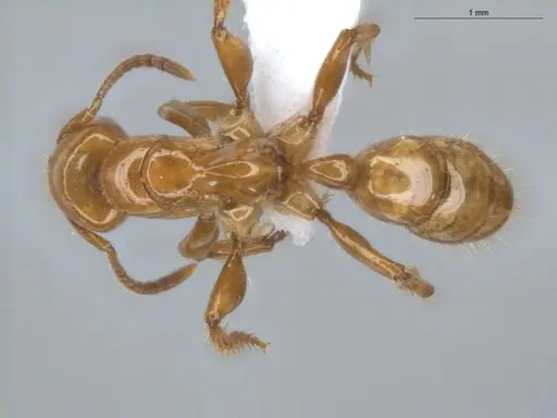 Centromyrmex brachycola - ECOFOG-BUG-0355-10