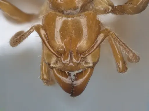 Centromyrmex brachycola - ECOFOG-BUG-0355-10