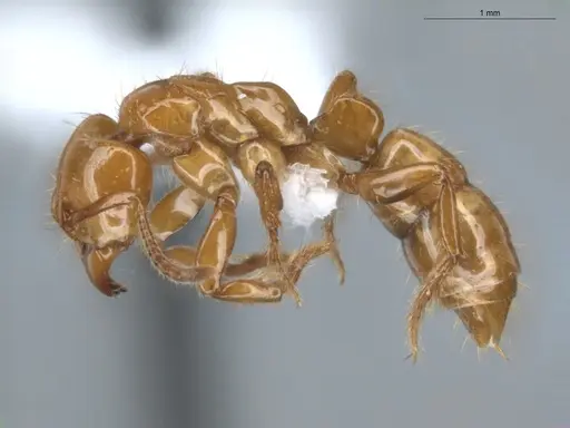 Centromyrmex brachycola - ECOFOG-BUG-0355-10