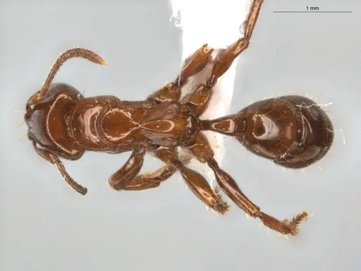 Centromyrmex brachycola - ECOFOG-GRS21-0090-01