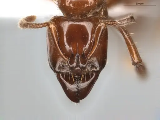 Centromyrmex brachycola - ECOFOG-GRS21-0090-01