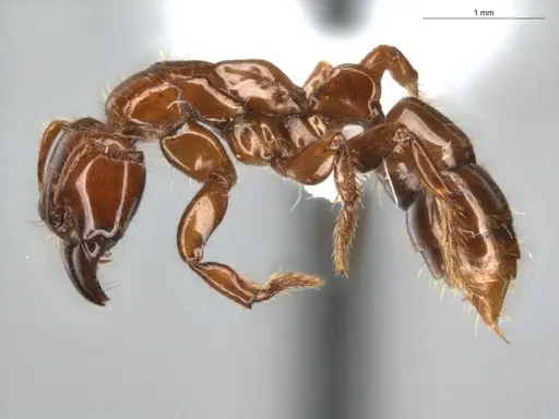 Centromyrmex brachycola - ECOFOG-GRS21-0090-01