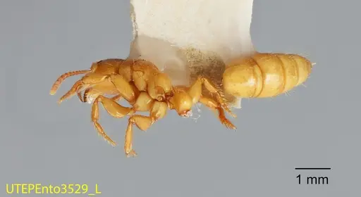Centromyrmex brachycola - UTEPENTO3529