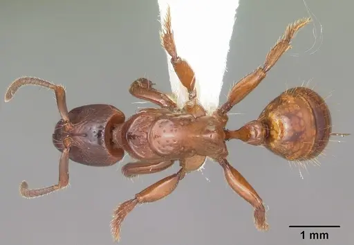 Centromyrmex decessor specimen