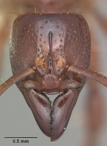 Centromyrmex decessor specimen
