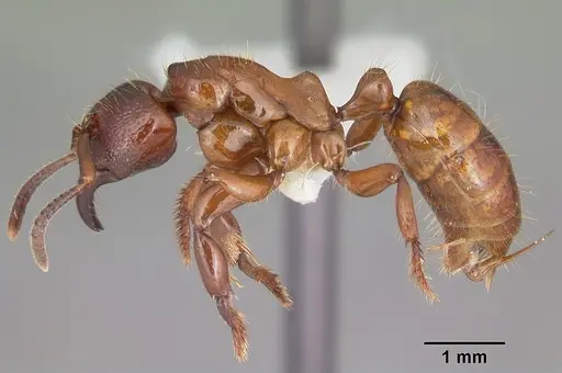 Centromyrmex decessor specimen