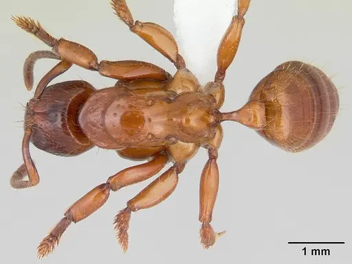 Centromyrmex decessor - CASENT0178744