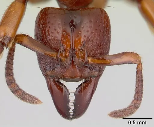 Centromyrmex decessor - CASENT0178744