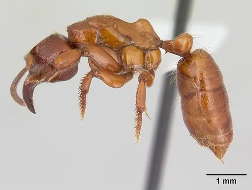 Centromyrmex decessor - CASENT0178744