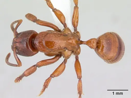 Centromyrmex decessor - CASENT0178745