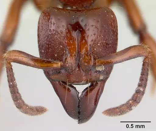 Centromyrmex decessor - CASENT0178745