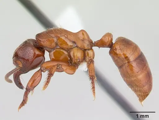 Centromyrmex decessor - CASENT0178745