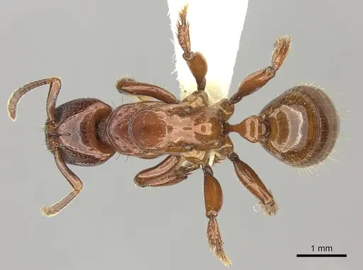 Centromyrmex decessor - CASENT0260516