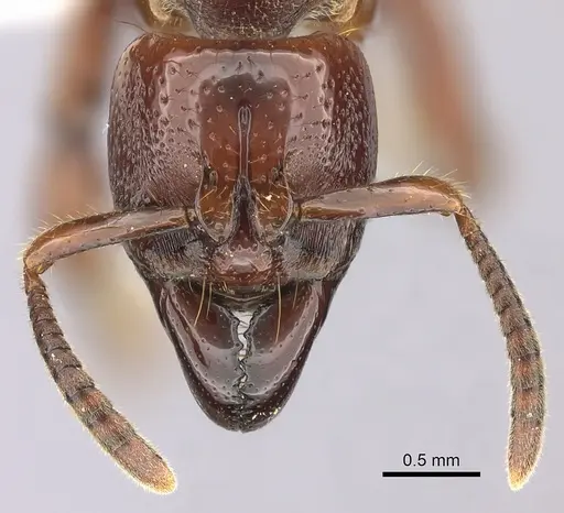 Centromyrmex decessor - CASENT0260516