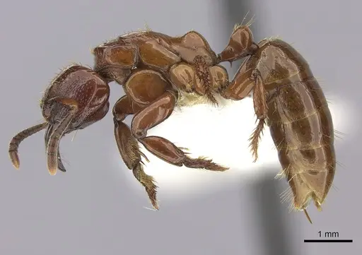 Centromyrmex decessor - CASENT0260516