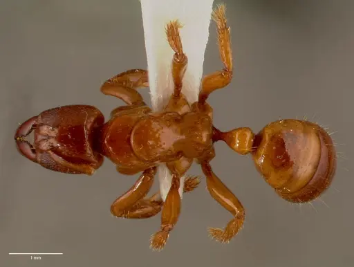 Centromyrmex decessor - SAM-HYM-C007974B