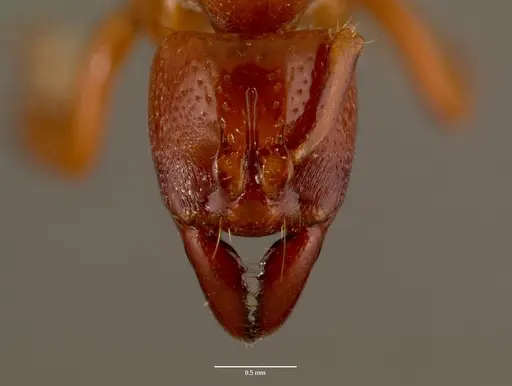 Centromyrmex decessor - SAM-HYM-C007974B