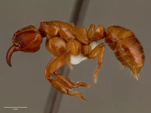 Centromyrmex decessor - SAM-HYM-C007974B
