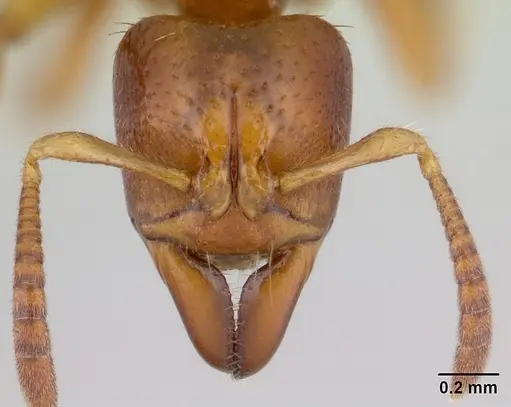 Centromyrmex ereptor specimen