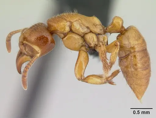Centromyrmex ereptor specimen