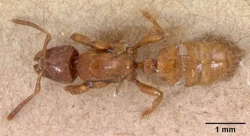 Centromyrmex feae specimen