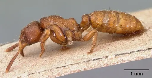 Centromyrmex feae specimen