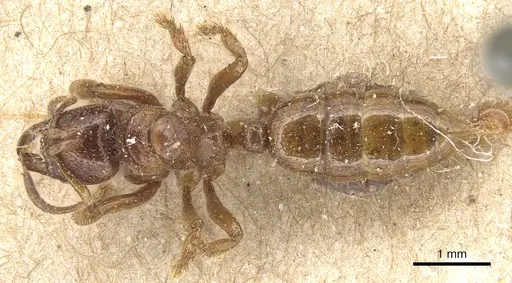 Centromyrmex feae - CASENT0903860
