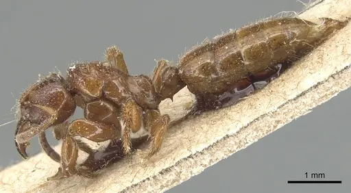 Centromyrmex feae - CASENT0903860