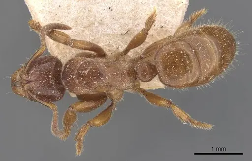 Centromyrmex feae - CASENT0907210