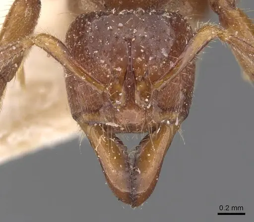 Centromyrmex feae - CASENT0907210