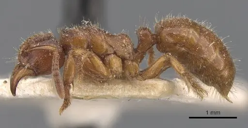 Centromyrmex feae - CASENT0907210