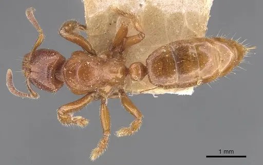 Centromyrmex feae - CASENT0907211