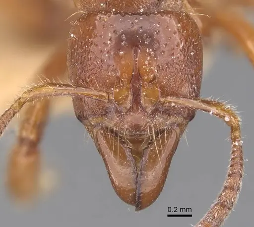 Centromyrmex feae - CASENT0907211