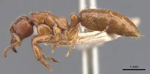 Centromyrmex feae - CASENT0907211