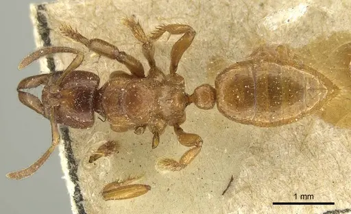 Centromyrmex feae - CASENT0915651