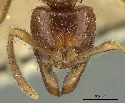 Centromyrmex feae - CASENT0915651