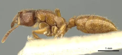 Centromyrmex feae - CASENT0915651